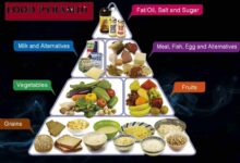Food pyramid evolution