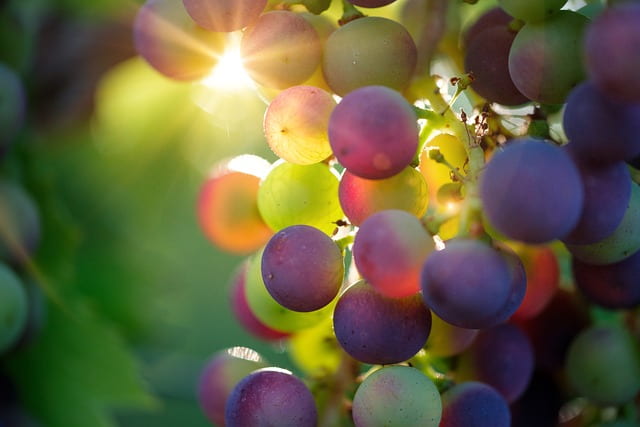 The benefits of Grapes are one of the most acknowledging facts about such a delicious fruit.