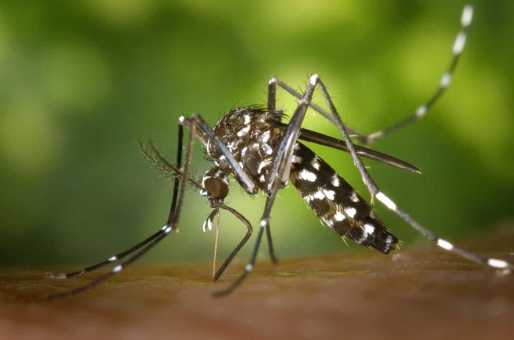 Dengue fever is a severe infectious disease caused by the dengue virus, transmitted to humans from mosquitoes.