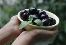 The associated benefits of eating java plums can be realized through the fact that these java plums are being used in medications against hypertension, diabetes, hyperlipidemia and obesity.