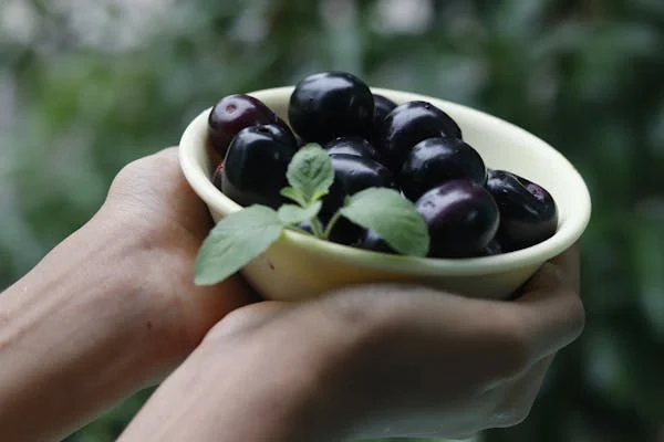 The associated benefits of eating java plums can be realized through the fact that these java plums are being used in medications against hypertension, diabetes, hyperlipidemia and obesity.