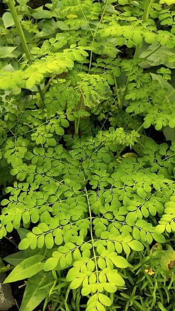 Although, there is no one-size-fits-all solution, an extensive research revealed supports the Moringa benefits for mental health. 