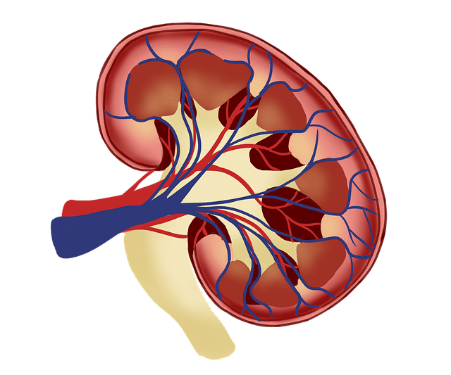 The best diet for human kidney plays a fundamental role in ensuring our overall health and wellbeing. 